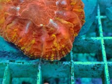 画像2: No.27 コハナガタサンゴ　マルチカラー (2)
