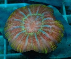 画像1: No.28 コハナガタサンゴ　マルチカラー (1)