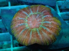 画像2: No.28 コハナガタサンゴ　マルチカラー (2)