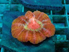 画像1: No.29 コハナガタサンゴ　マルチカラー (1)