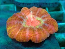 画像2: No.29 コハナガタサンゴ　マルチカラー (2)