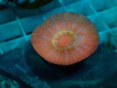 画像2: No.30 コハナガタサンゴ　マルチカラー (2)