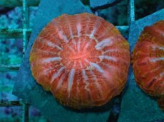 画像1: No.31 コハナガタサンゴ　マルチカラー (1)