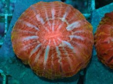 画像2: No.31 コハナガタサンゴ　マルチカラー (2)