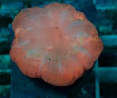 画像1: No.32 コハナガタサンゴ　マルチカラー (1)