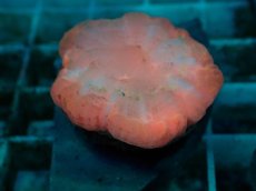 画像2: No.32 コハナガタサンゴ　マルチカラー (2)