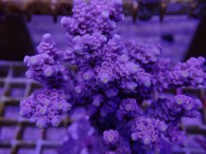 画像2: No.1 ウスエダミドリイシ　ピンクカラー　　【頑張りました！格安です！】 (2)