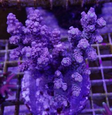 画像1: No.2 ウスエダミドリイシ　ピンクカラー　　【頑張りました！格安です！】 (1)