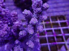 画像2: No.2 ウスエダミドリイシ　ピンクカラー　　【頑張りました！格安です！】 (2)