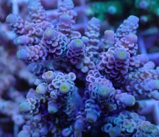 画像2: No.3 ウスエダミドリイシ　ピンクカラー　　【頑張りました！格安です！】 (2)