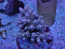 画像1: No.5 ウスエダミドリイシ　ピンクカラー　　【頑張りました！格安です！】 (1)