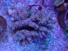 画像1: No.6 ウスエダミドリイシ　ピンクカラー　　【頑張りました！格安です！】 (1)