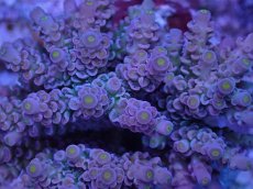 画像2: No.6 ウスエダミドリイシ　ピンクカラー　　【頑張りました！格安です！】 (2)