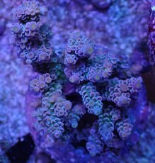 画像1: No.7 ウスエダミドリイシ　ピンクカラー　　【頑張りました！格安です！】 (1)