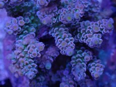 画像2: No.7 ウスエダミドリイシ　ピンクカラー　　【頑張りました！格安です！】 (2)