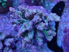 画像1: No.8 ウスエダミドリイシ　ピンクカラー　　【頑張りました！格安です！】 (1)