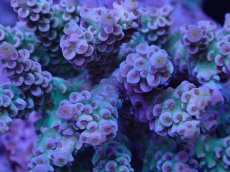 画像2: No.8 ウスエダミドリイシ　ピンクカラー　　【頑張りました！格安です！】 (2)