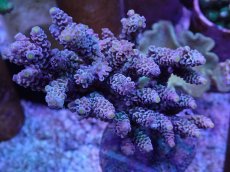 画像1: No.9 ウスエダミドリイシ　ピンクカラー　　【頑張りました！格安です！】 (1)