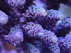 画像2: No.9 ウスエダミドリイシ　ピンクカラー　　【頑張りました！格安です！】 (2)