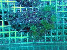 画像1: No.1 ハナヅタ　グリーンコア (1)