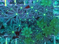 画像2: No.1 ハナヅタ　グリーンコア (2)