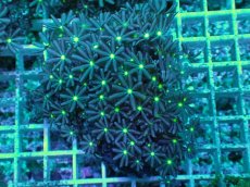 画像1: No.2 ハナヅタ　グリーンコア (1)