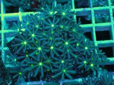 画像1: No.3 ハナヅタ　グリーンコア (1)