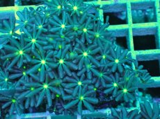 画像2: No.3 ハナヅタ　グリーンコア (2)