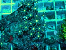 画像2: No.4 ハナヅタ　グリーンコア (2)