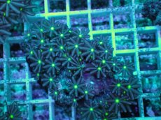 画像1: No.5 ハナヅタ　グリーンコア (1)