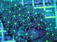 画像2: No.5 ハナヅタ　グリーンコア (2)