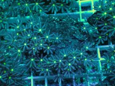 画像1: No.6 ハナヅタ　グリーンコア (1)