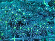 画像2: No.6 ハナヅタ　グリーンコア (2)