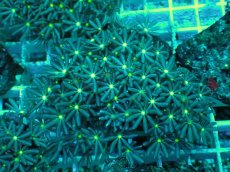 画像1: No.7 ハナヅタ　グリーンコア (1)