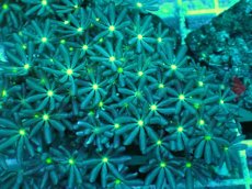 画像2: No.7 ハナヅタ　グリーンコア (2)