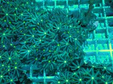 画像1: No.8 ハナヅタ　グリーンコア (1)