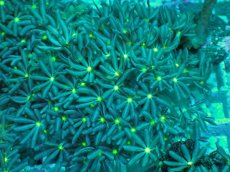 画像2: No.8 ハナヅタ　グリーンコア (2)