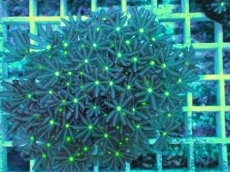 画像1: No.9 ハナヅタ　グリーンコア (1)