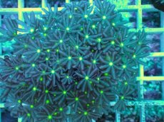 画像2: No.9 ハナヅタ　グリーンコア (2)