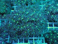 画像1: No.10 ハナヅタ　グリーンコア (1)