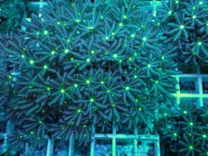 画像2: No.10 ハナヅタ　グリーンコア (2)