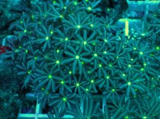 画像1: No.11 ハナヅタ　グリーンコア (1)