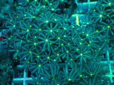 画像2: No.11 ハナヅタ　グリーンコア (2)