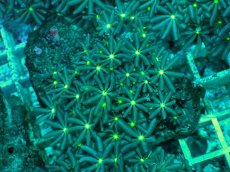 画像1: No.12 ハナヅタ　グリーンコア (1)