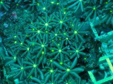 画像2: No.12 ハナヅタ　グリーンコア (2)