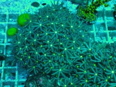 画像1: No.13 ハナヅタ　グリーンコア (1)