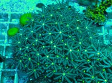 画像2: No.13 ハナヅタ　グリーンコア (2)