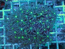 画像1: No.14 ハナヅタ　グリーンコア (1)