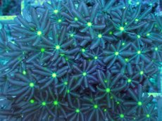 画像2: No.14 ハナヅタ　グリーンコア (2)