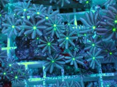 画像1: No.15 ハナヅタ　グリーンコア (1)